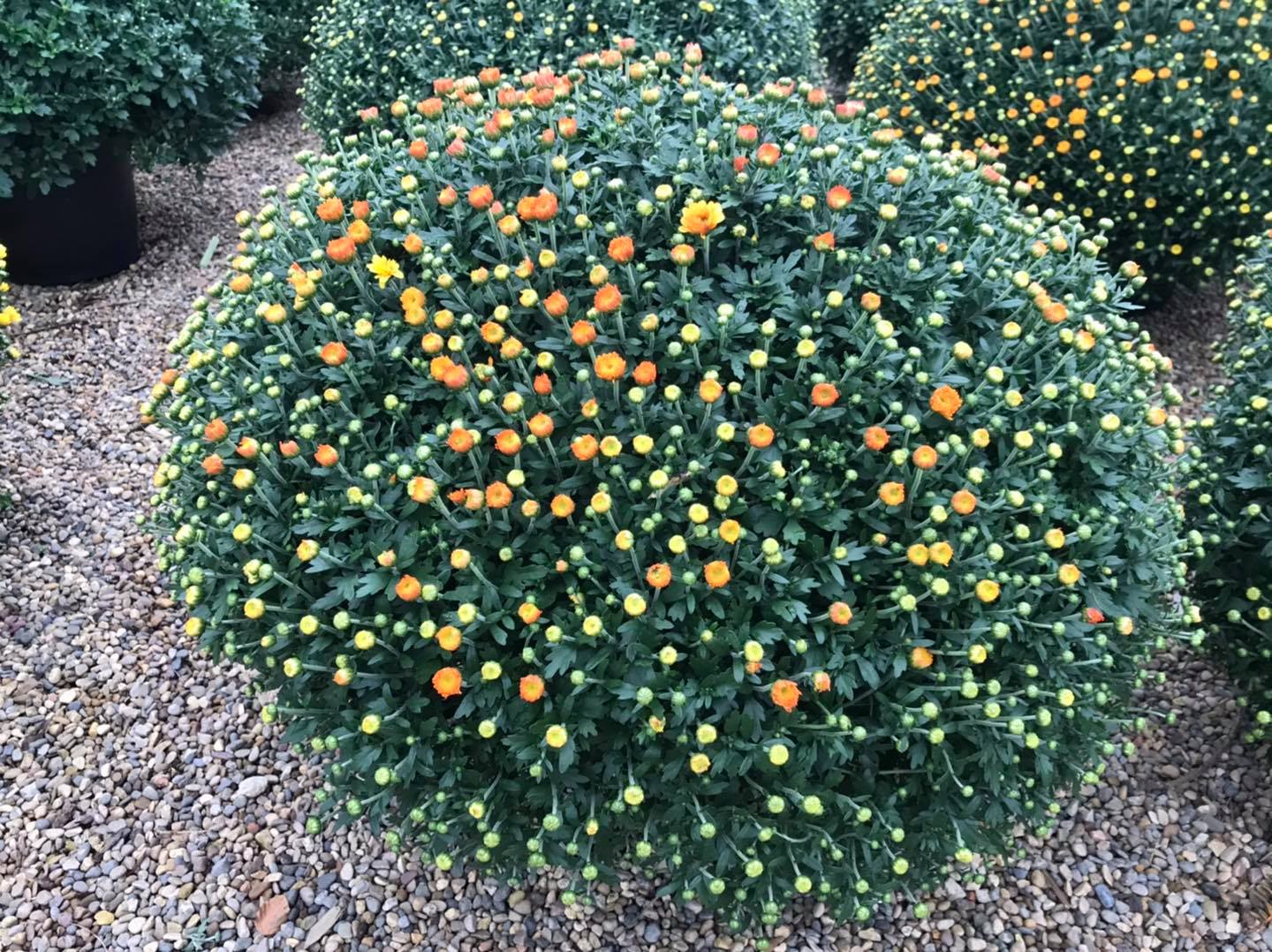 Small's Garden Center image