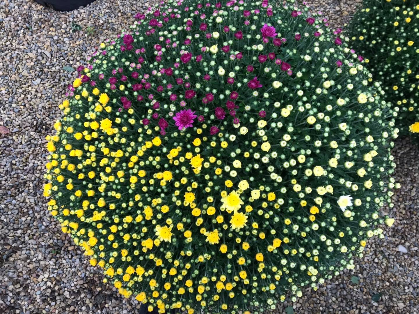 Small's Garden Center image