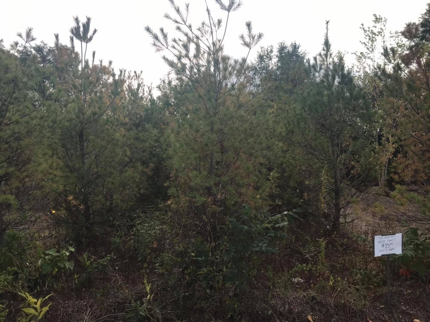 Small's Garden Center image