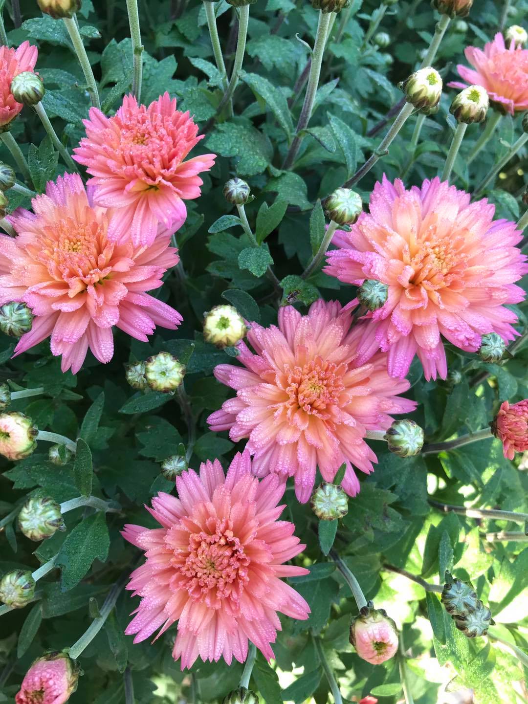 Small's Garden Center image