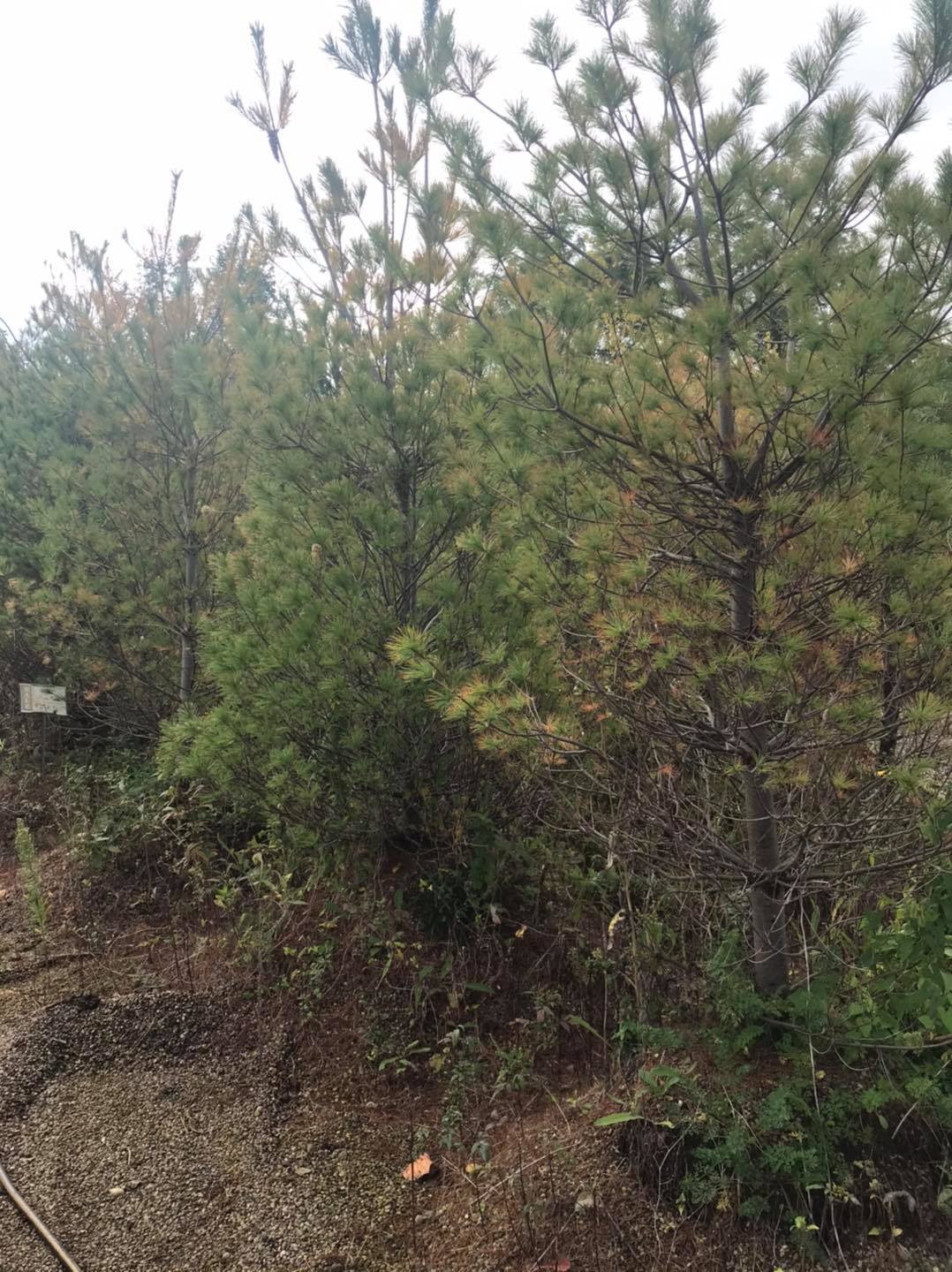 Small's Garden Center image