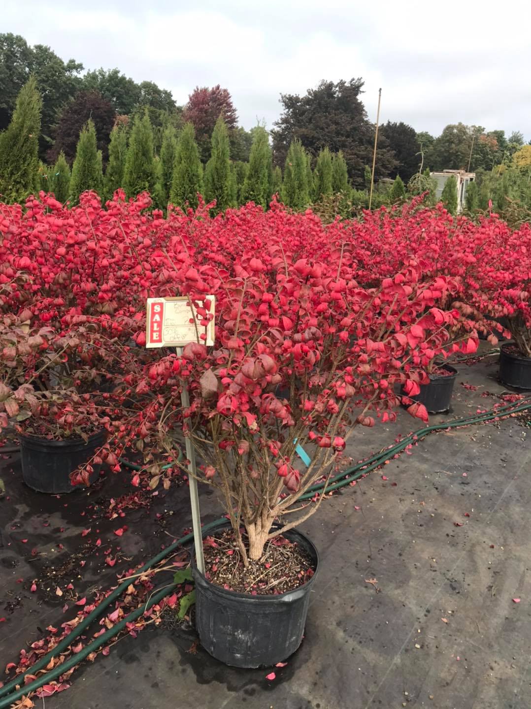 Small's Garden Center image