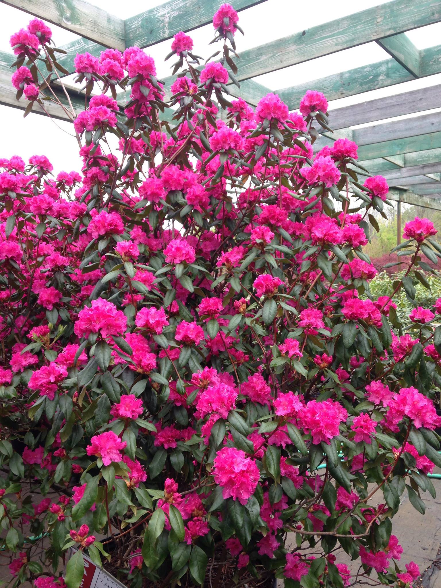 Small's Garden Center image