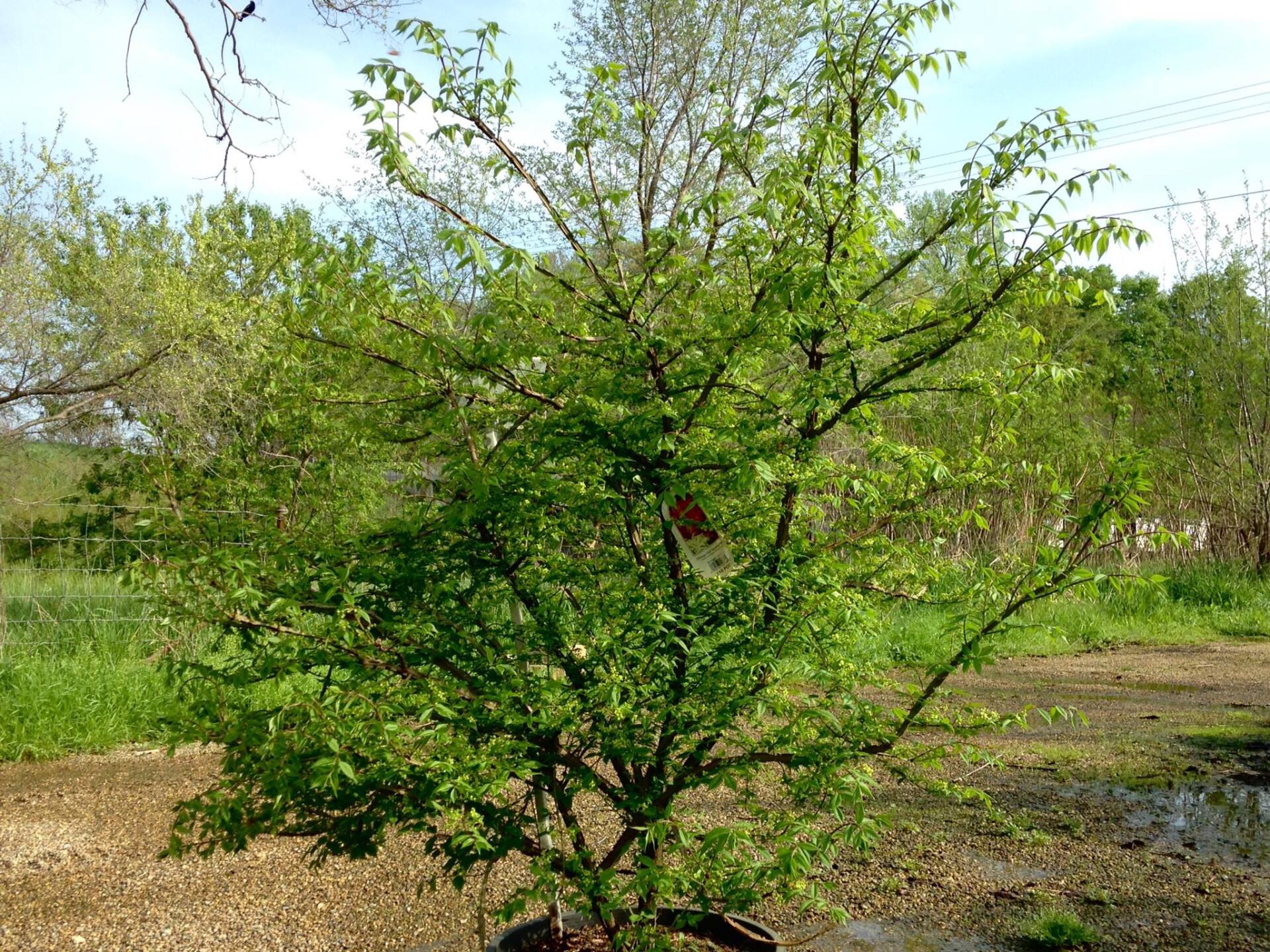 Small's Garden Center image