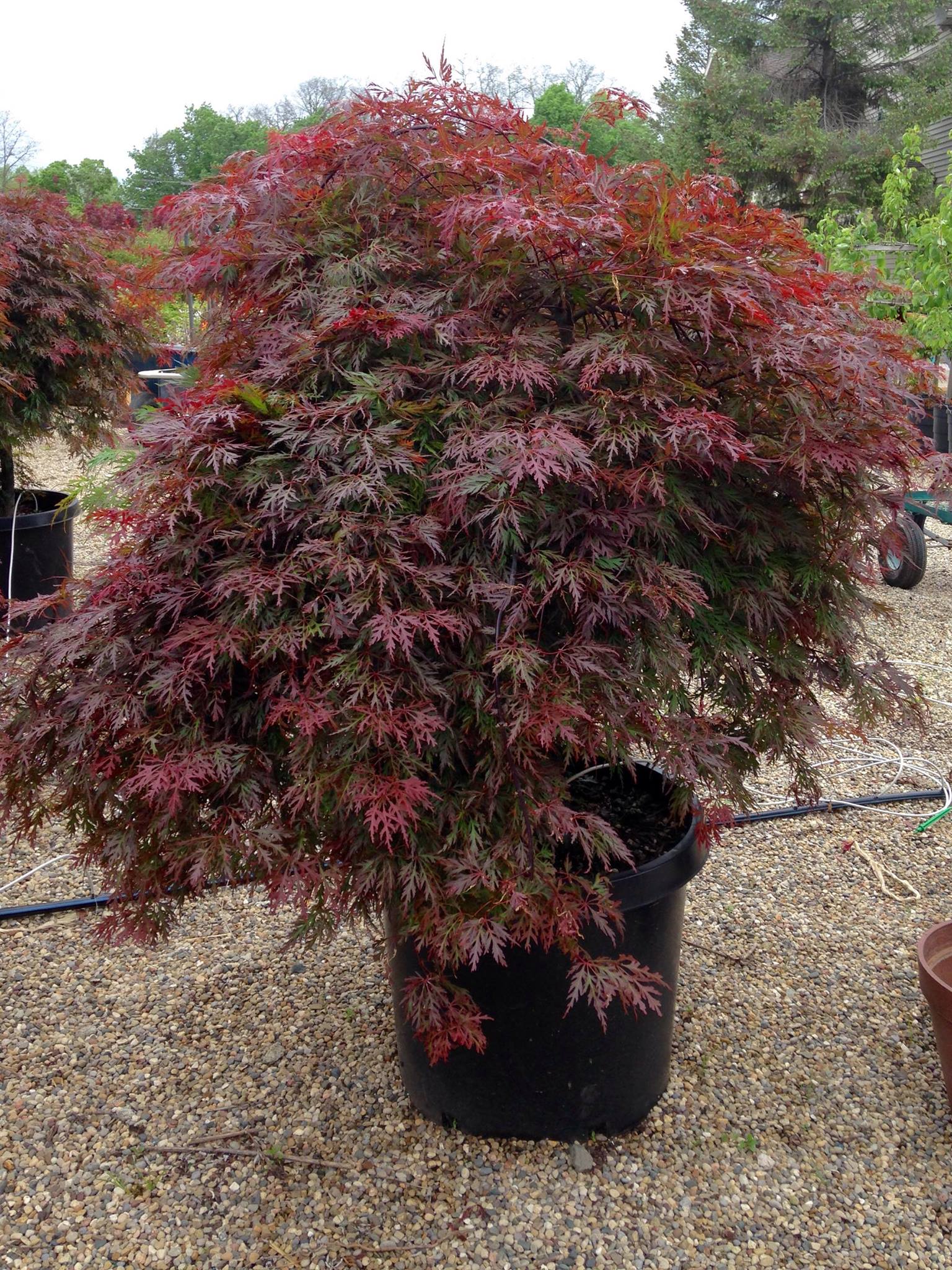 Small's Garden Center image