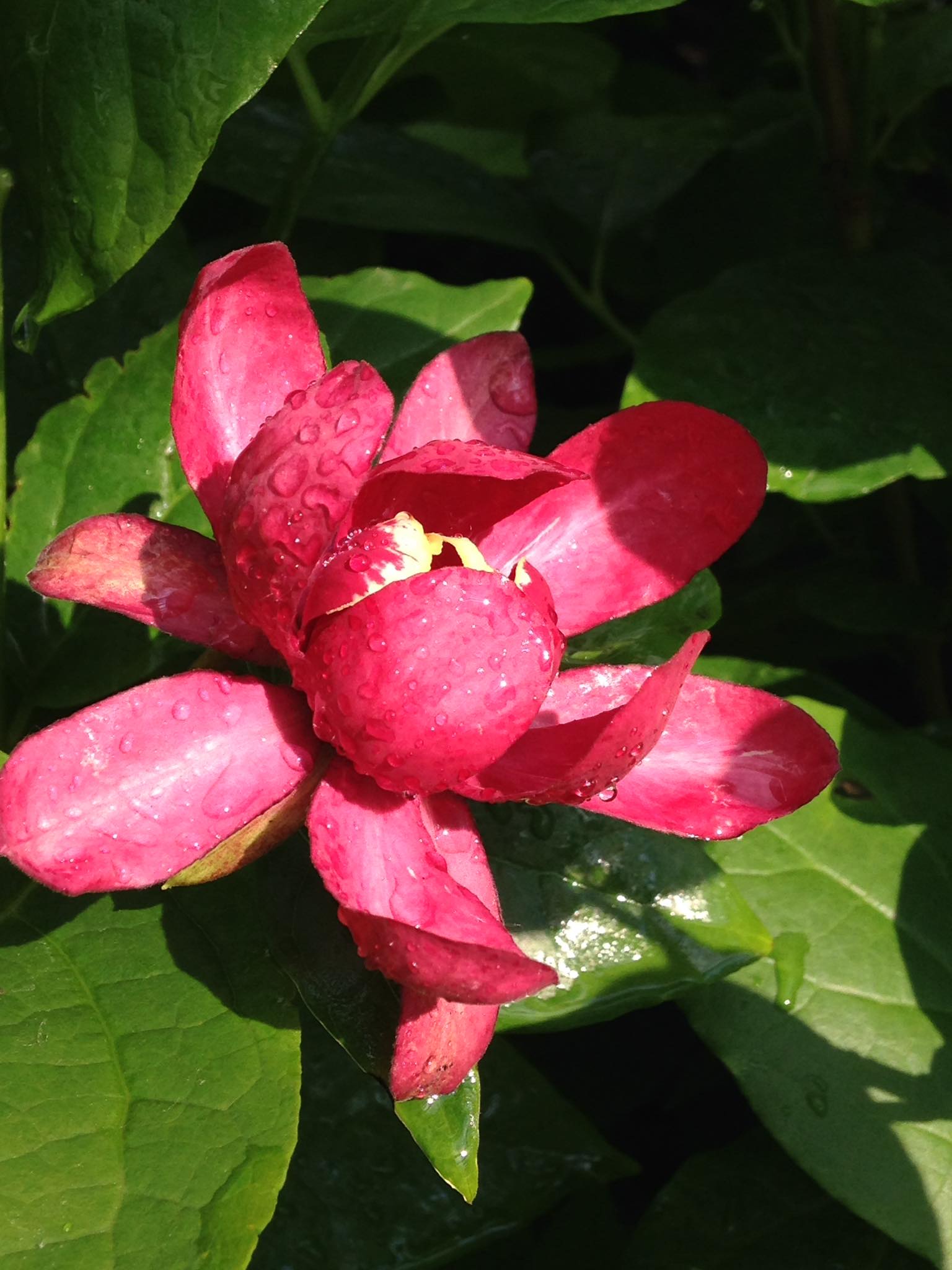 Small's Garden Center image