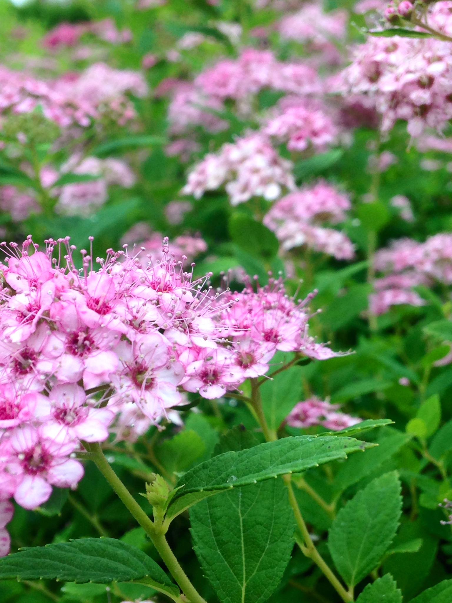 Small's Garden Center image