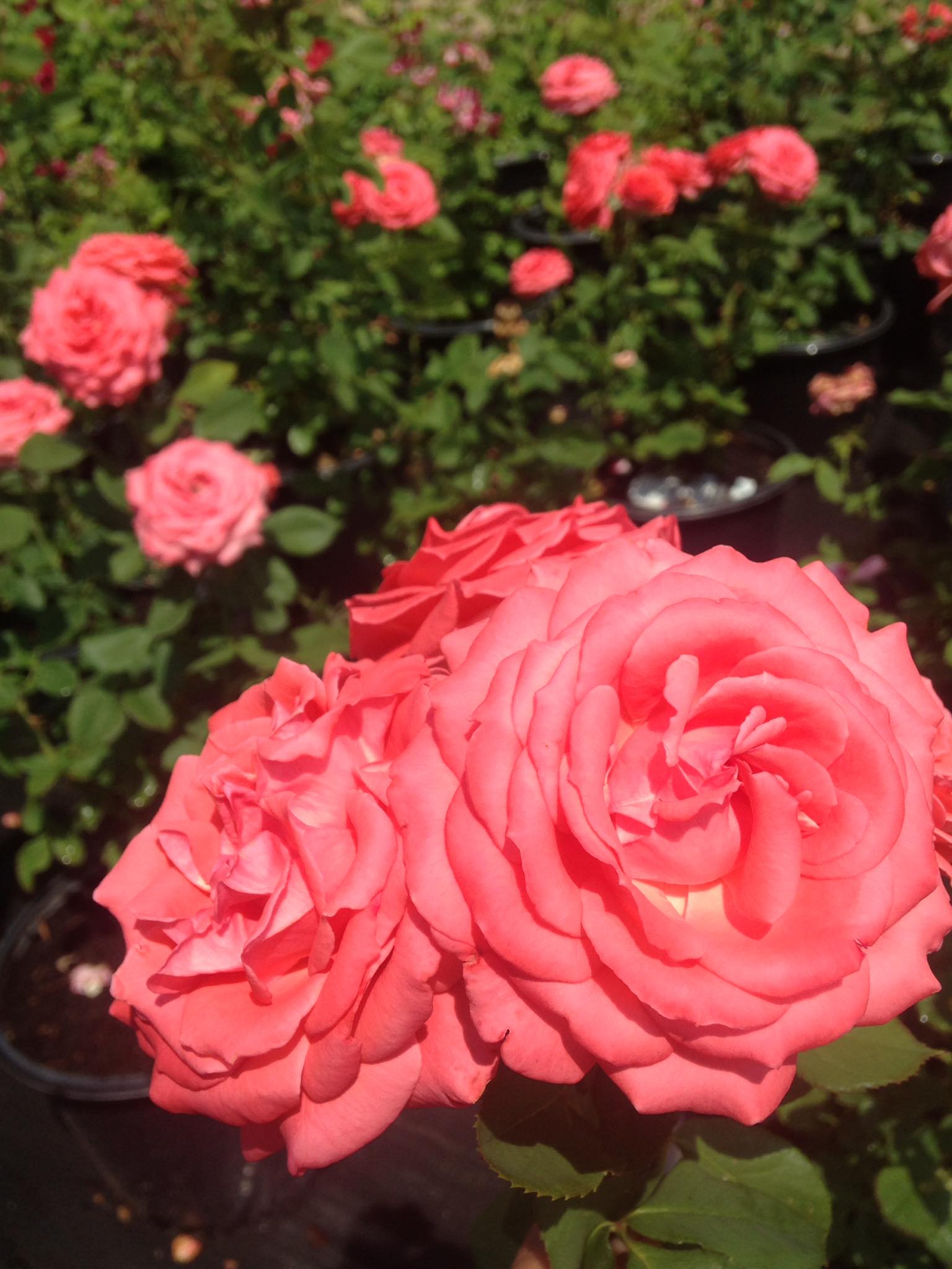 Small's Garden Center image