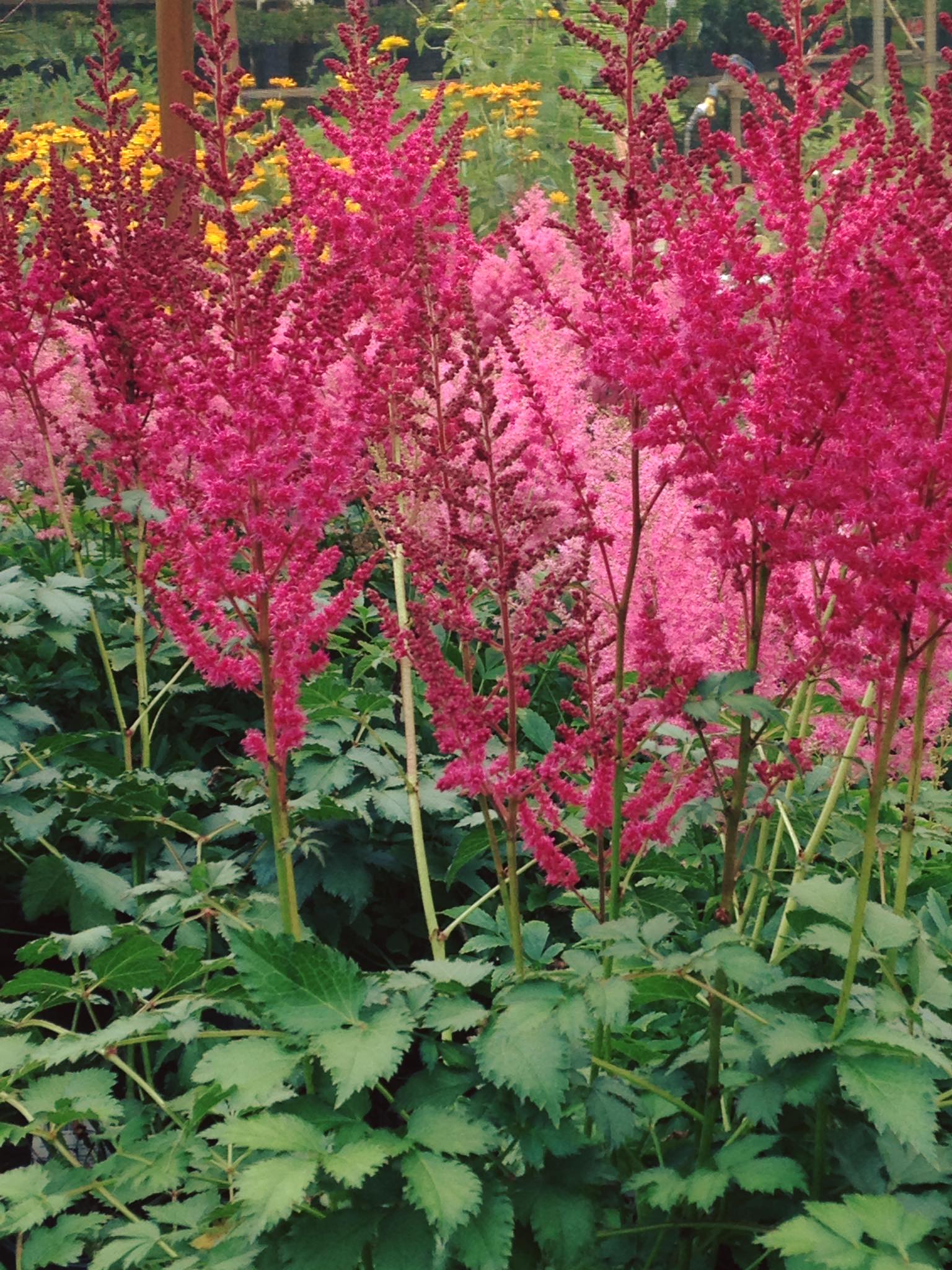 Small's Garden Center image