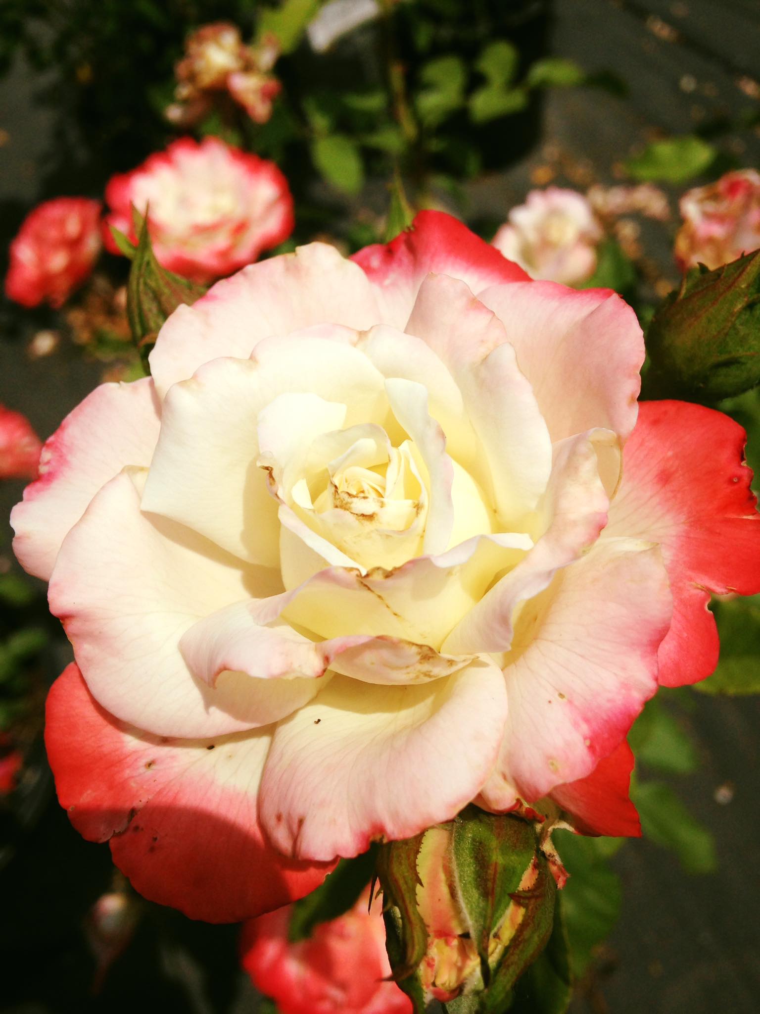 Small's Garden Center image