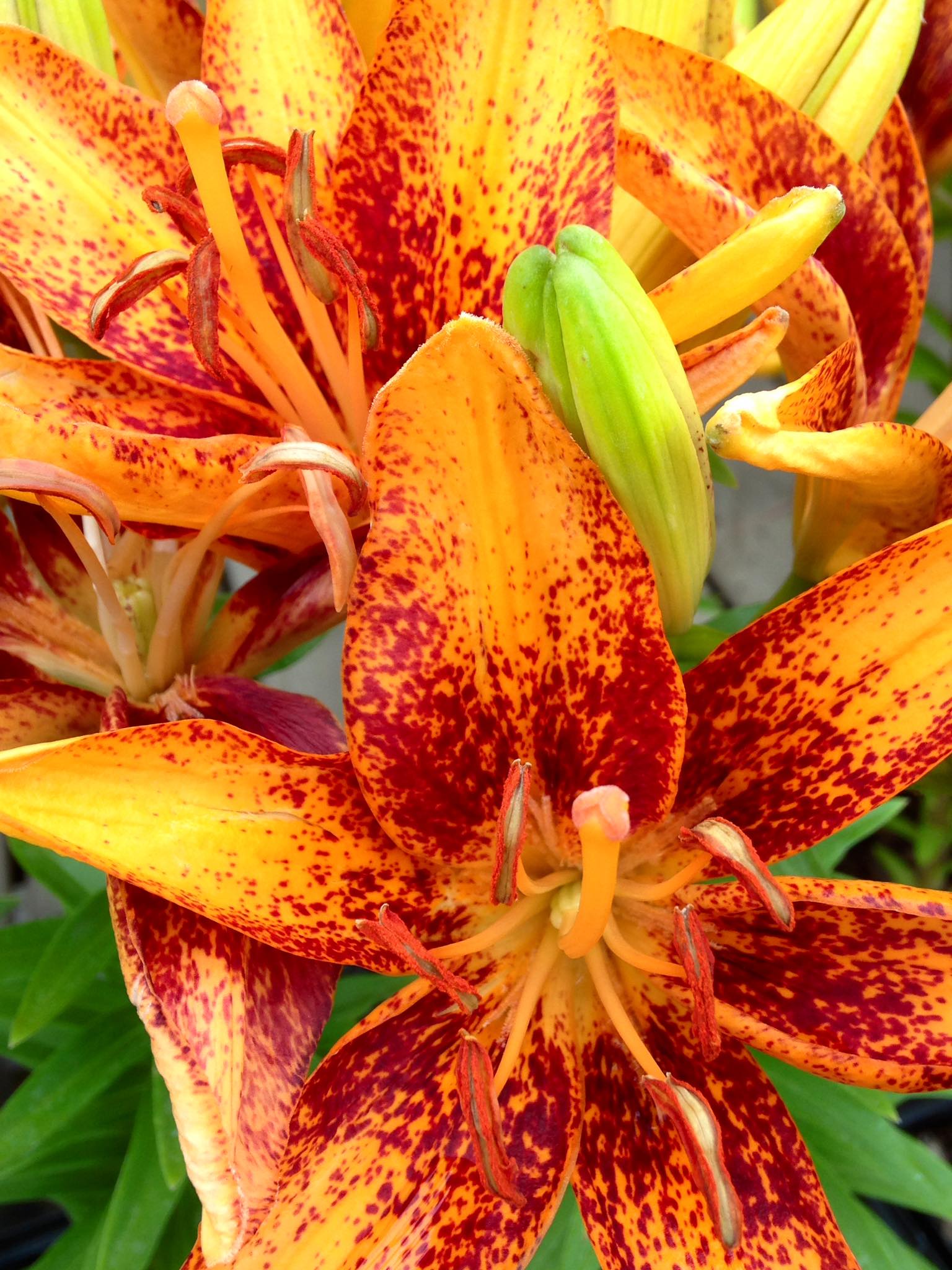 Small's Garden Center image