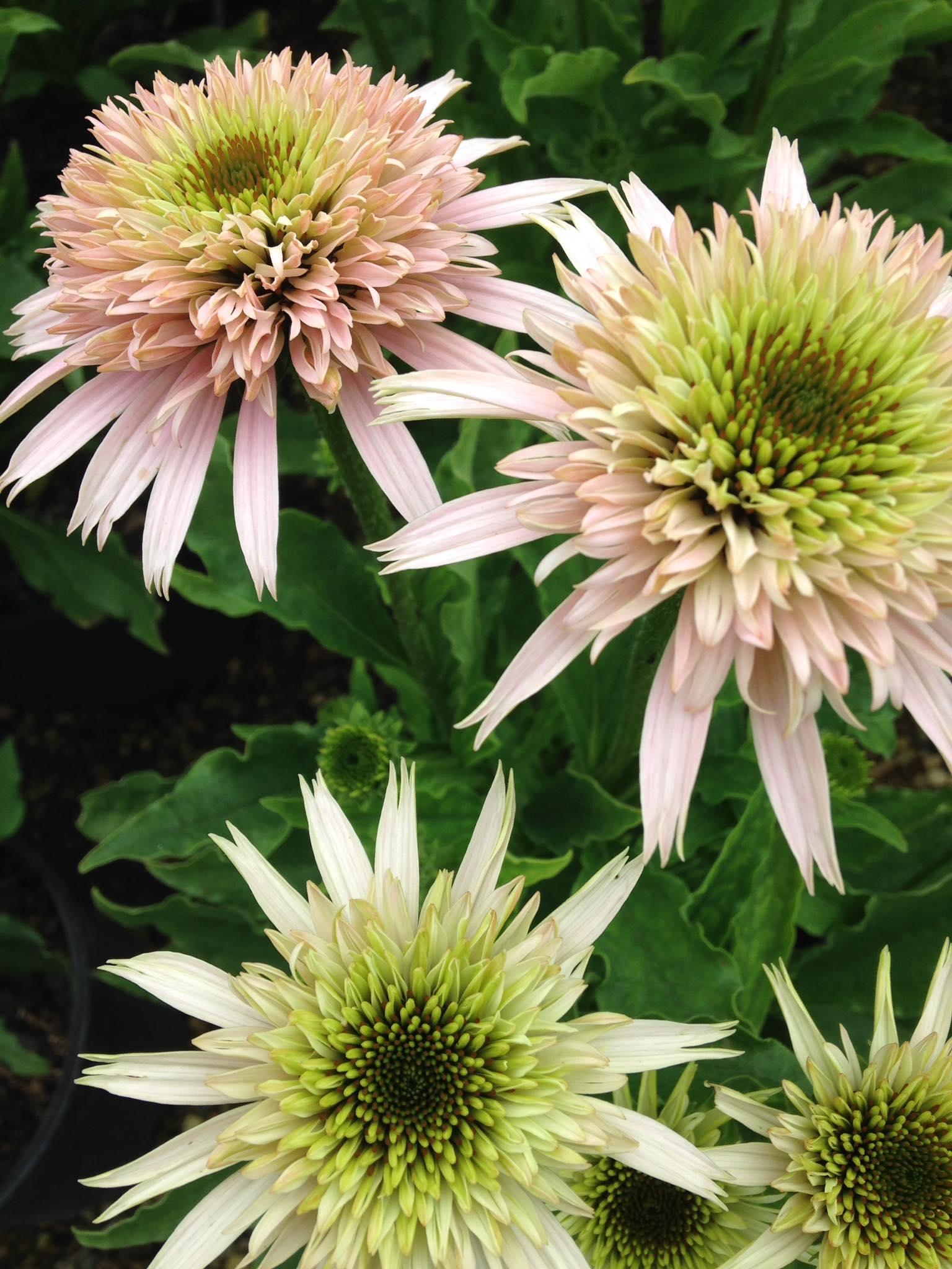 Small's Garden Center image