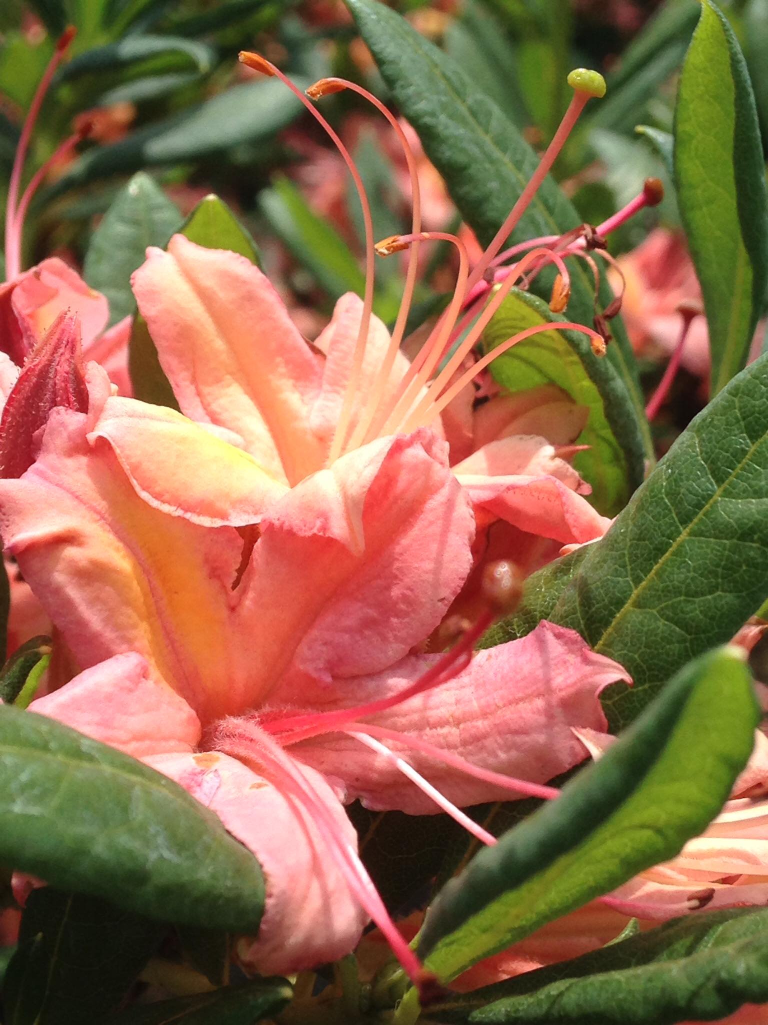 Small's Garden Center image