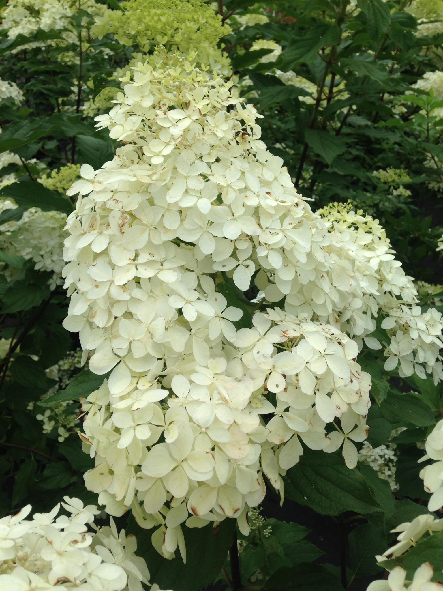 Small's Garden Center image