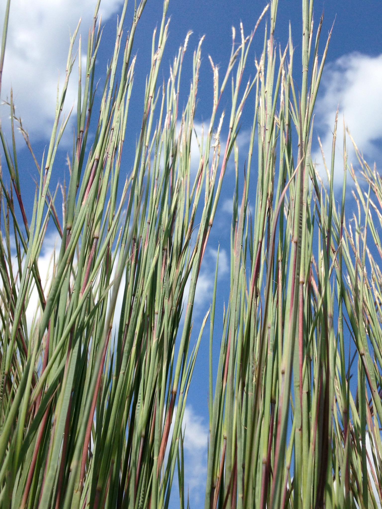 Small's Garden Center image