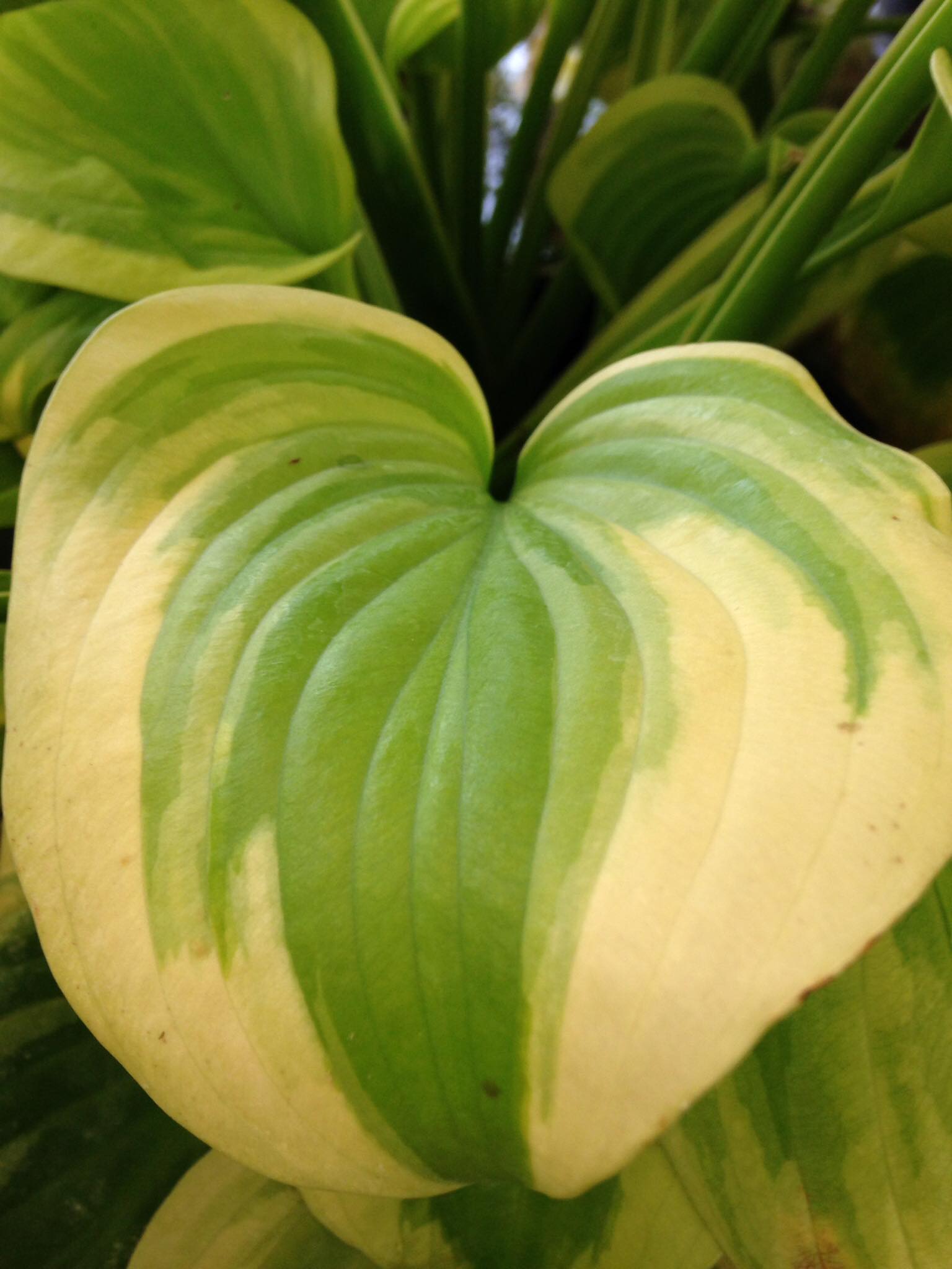 Small's Garden Center image