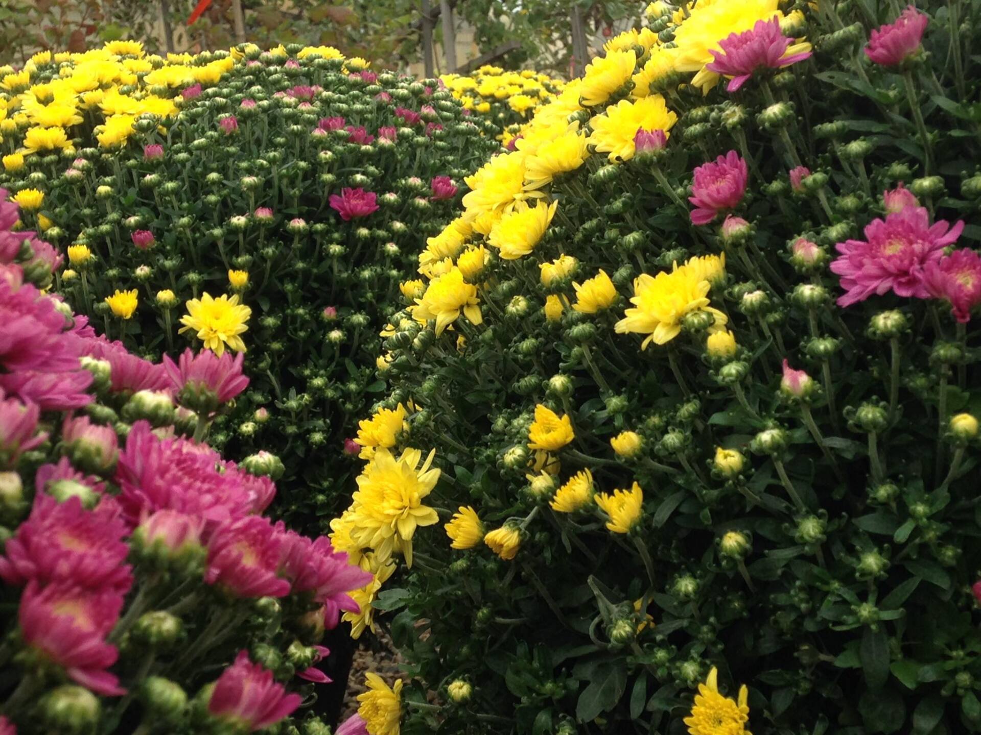 Small's Garden Center image