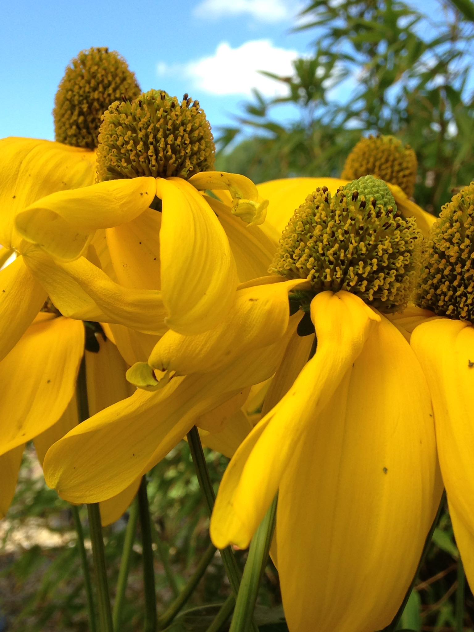 Small's Garden Center image