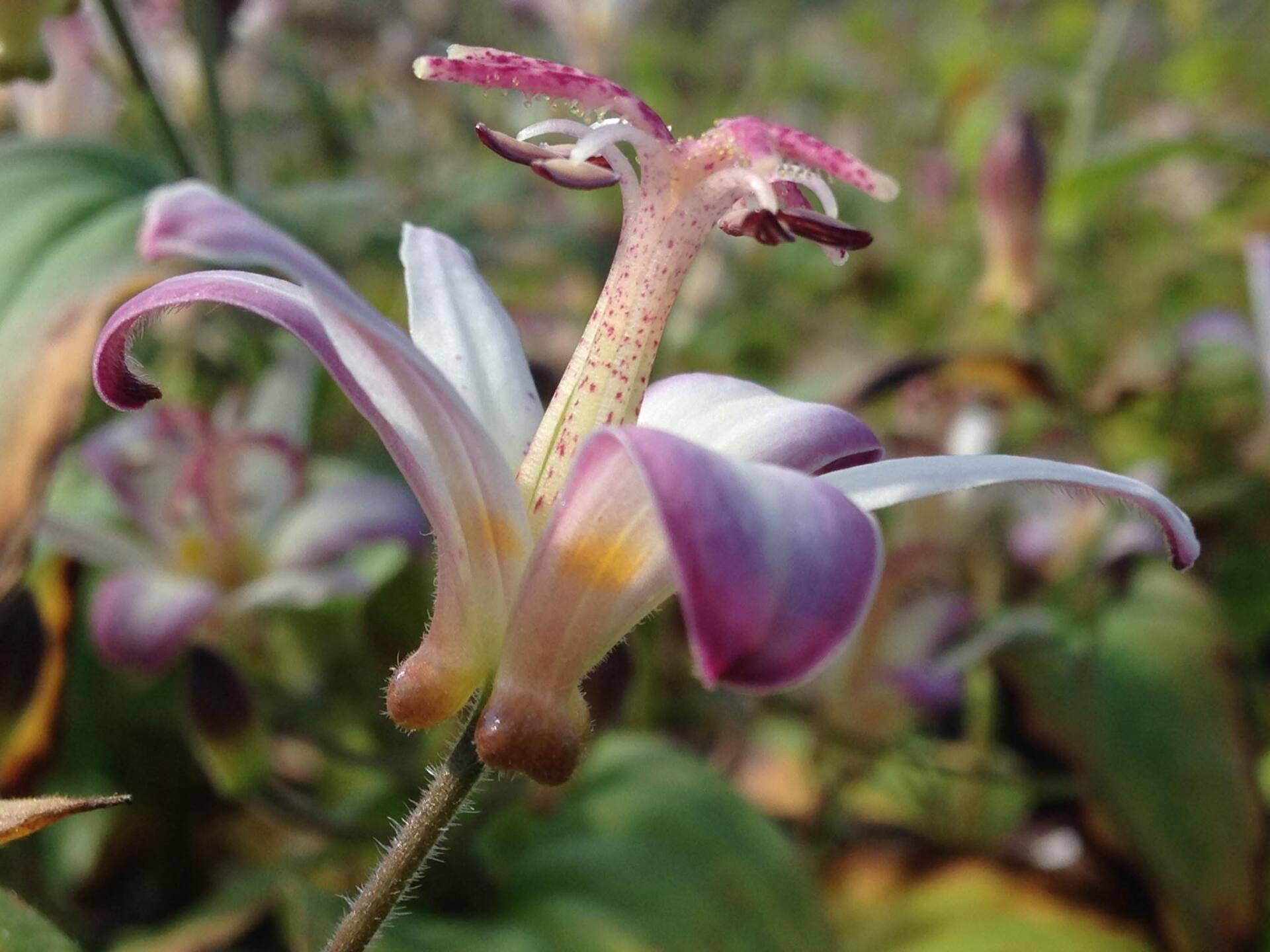 Small's Garden Center image