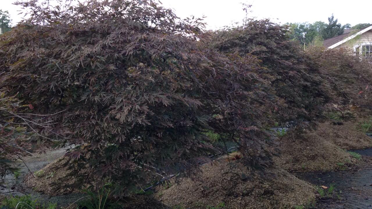 Small's Garden Center image