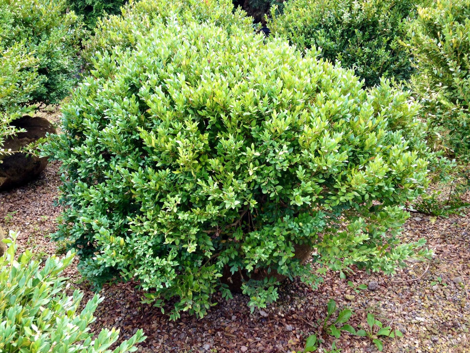 Small's Garden Center image