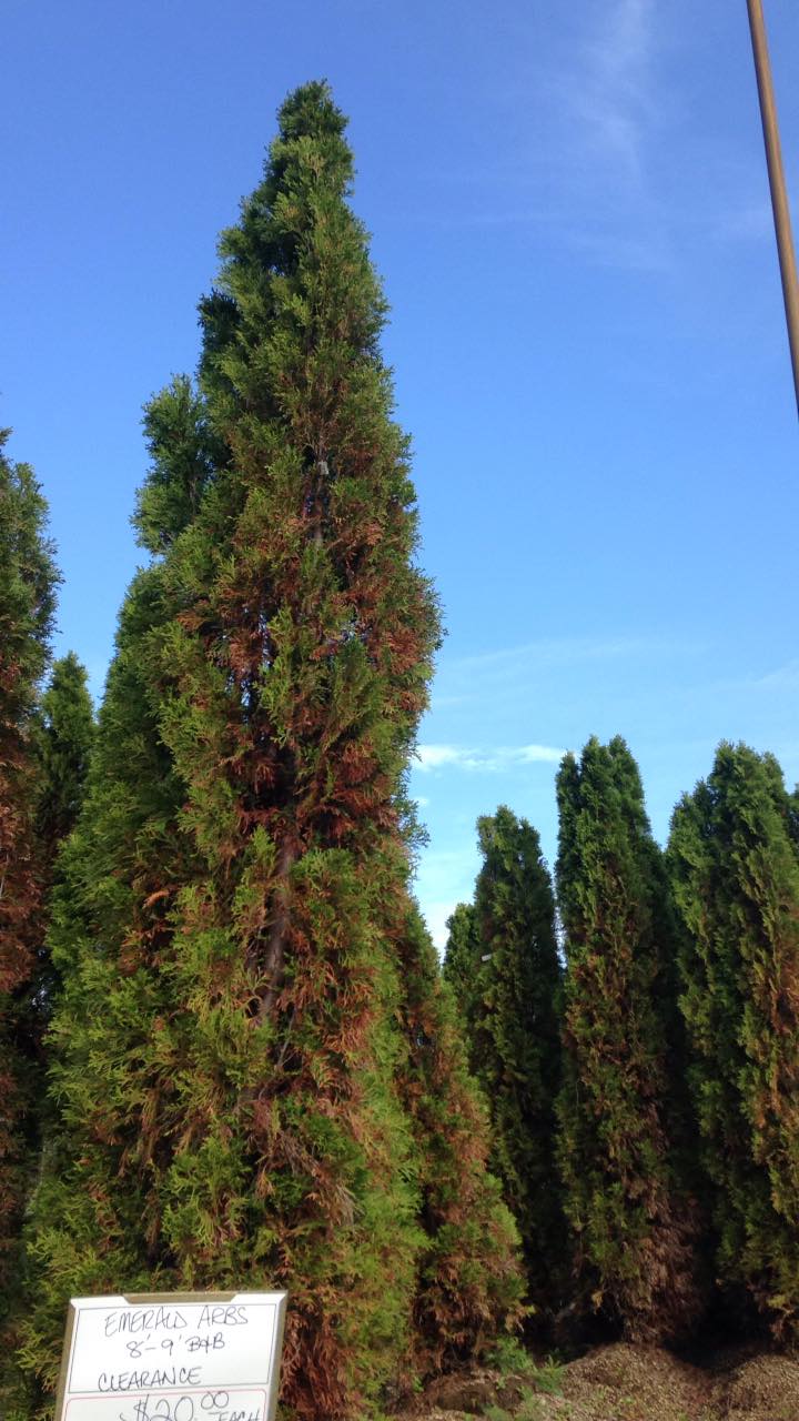 Small's Garden Center image