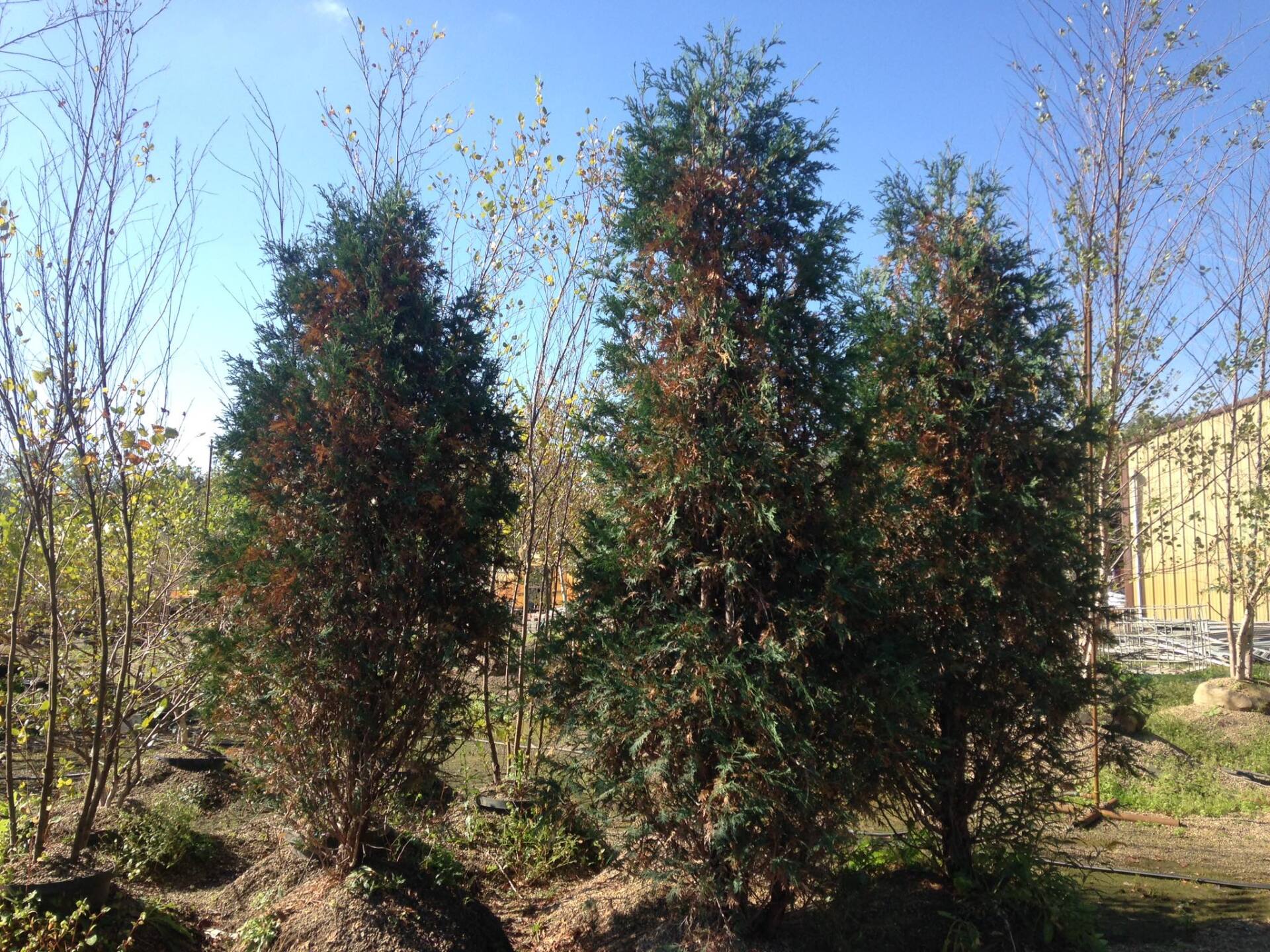 Small's Garden Center image