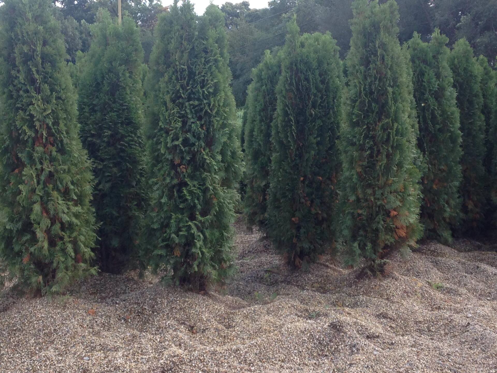 Small's Garden Center image