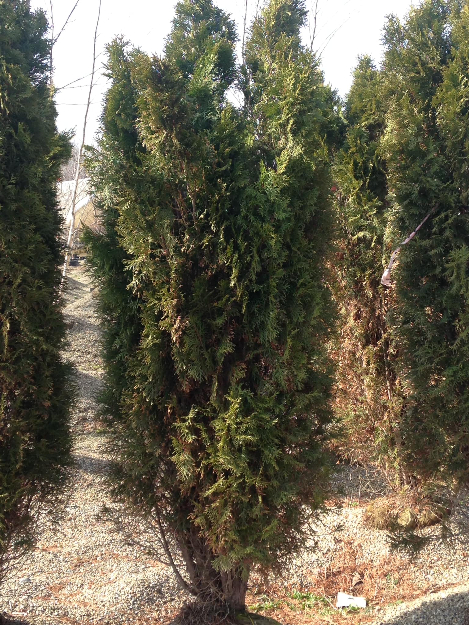 Small's Garden Center image