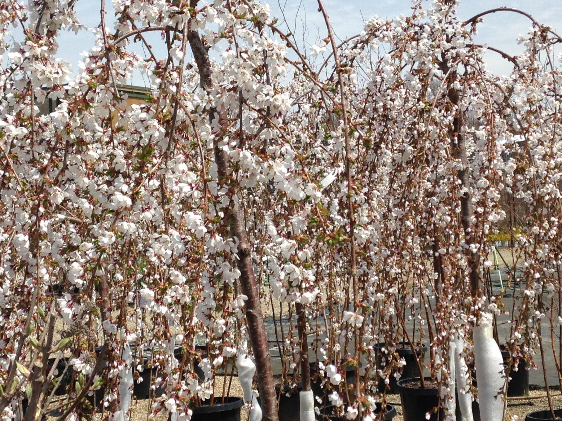 Small's Garden Center image