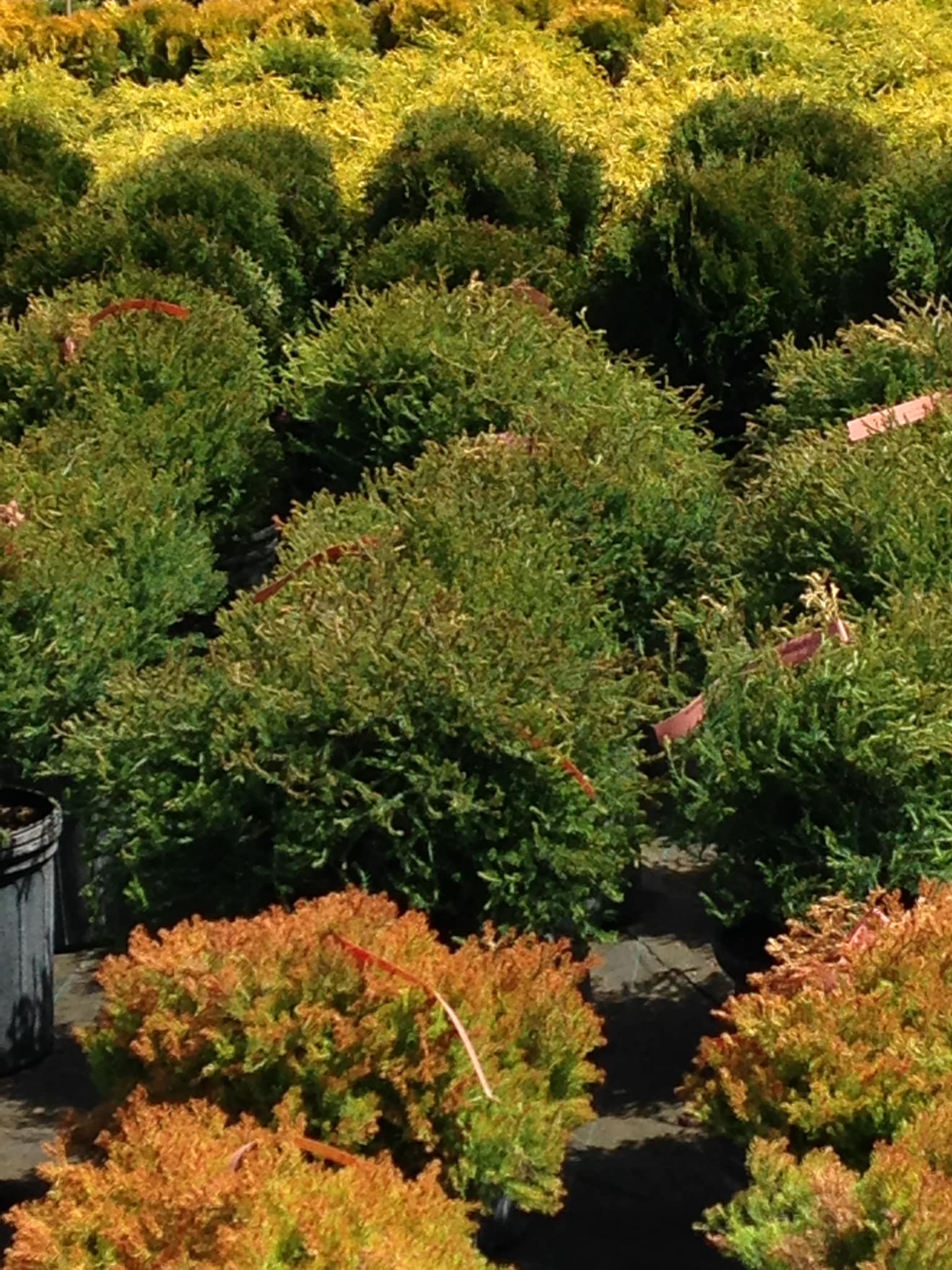 Small's Garden Center image