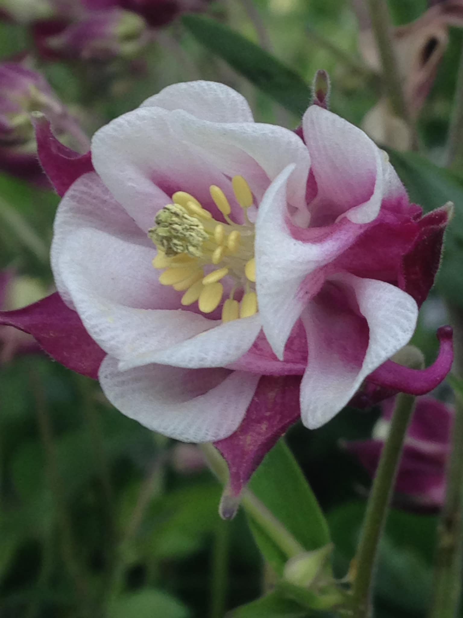 Small's Garden Center image