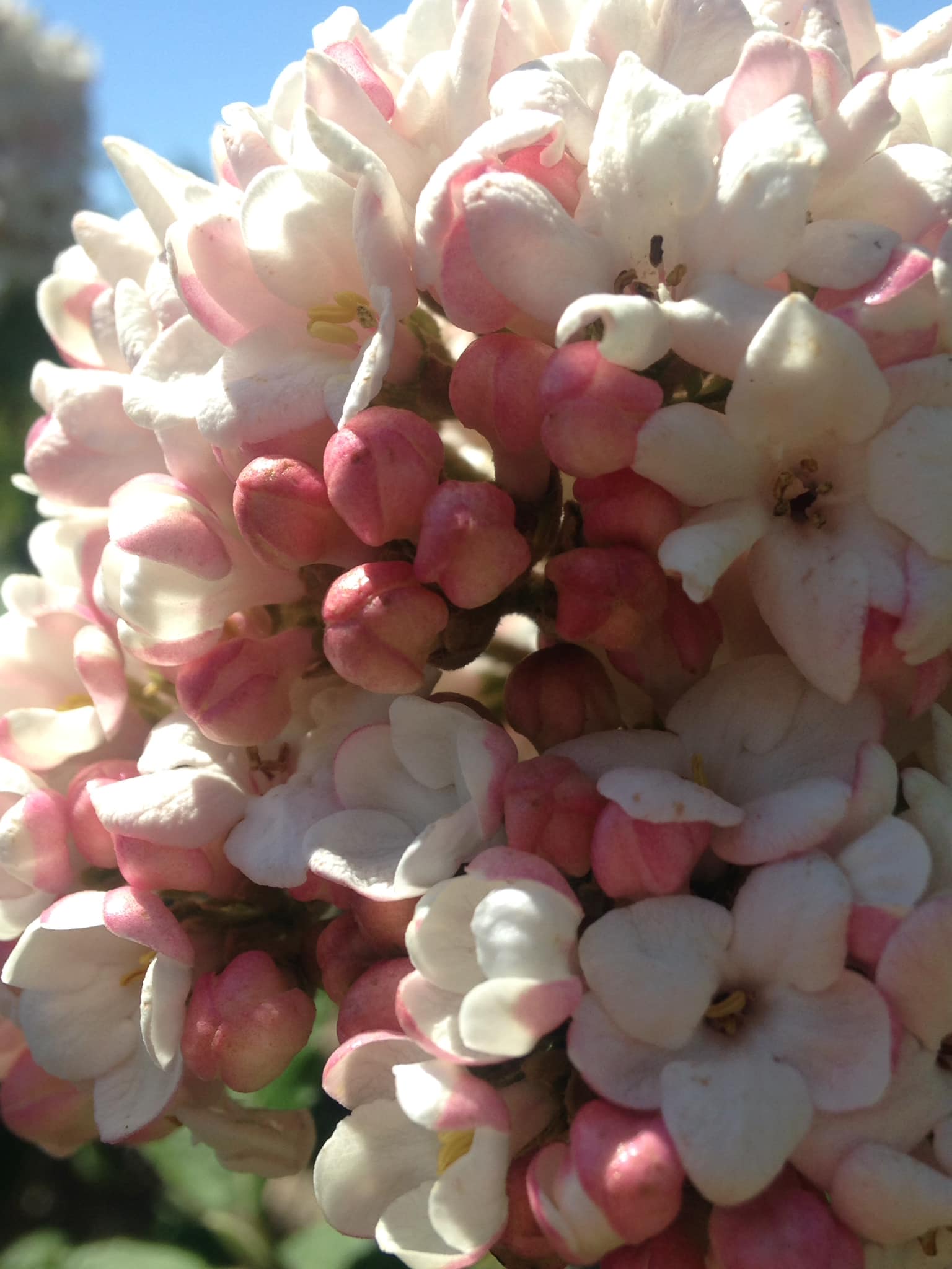 Small's Garden Center image