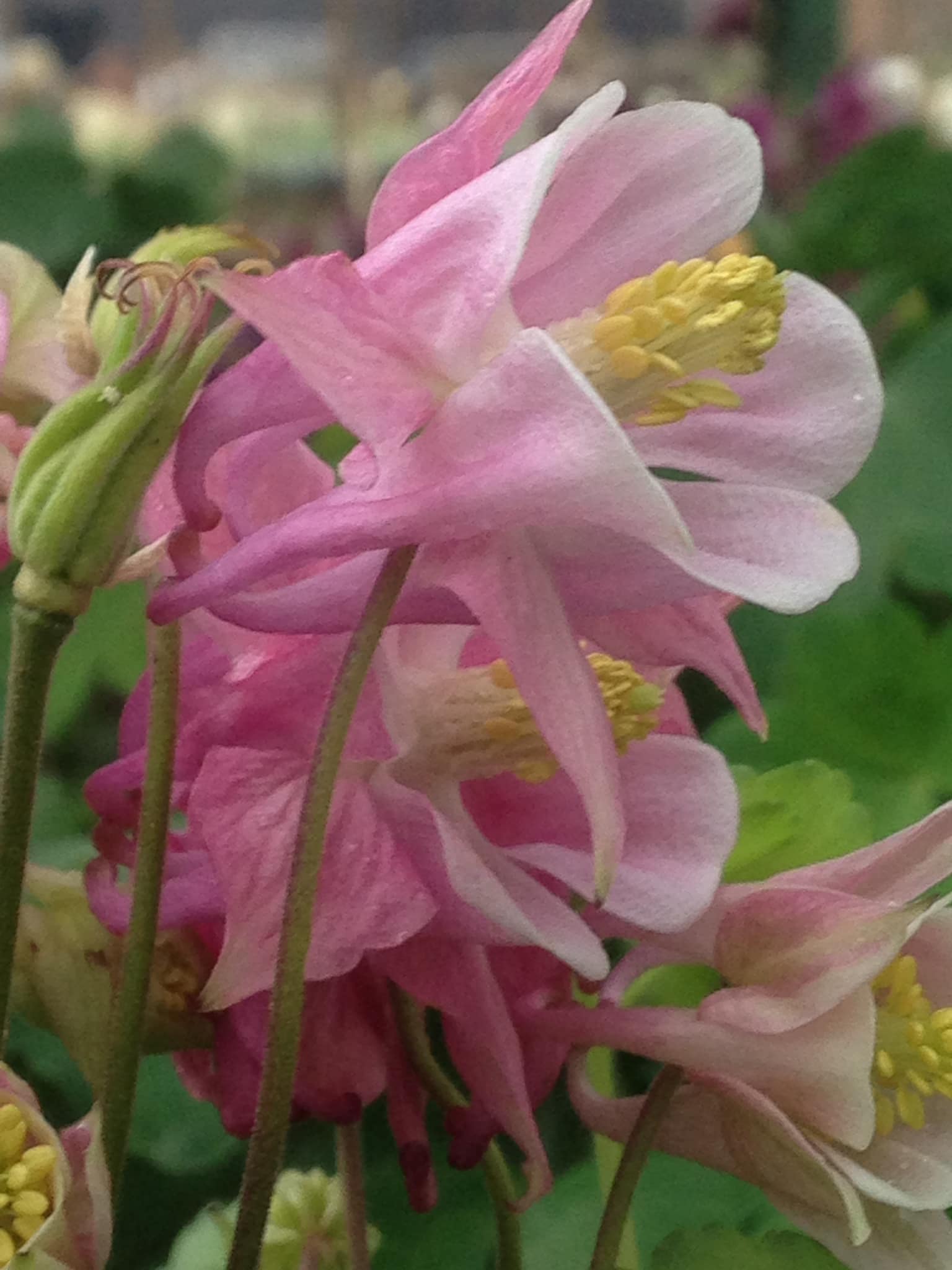 Small's Garden Center image