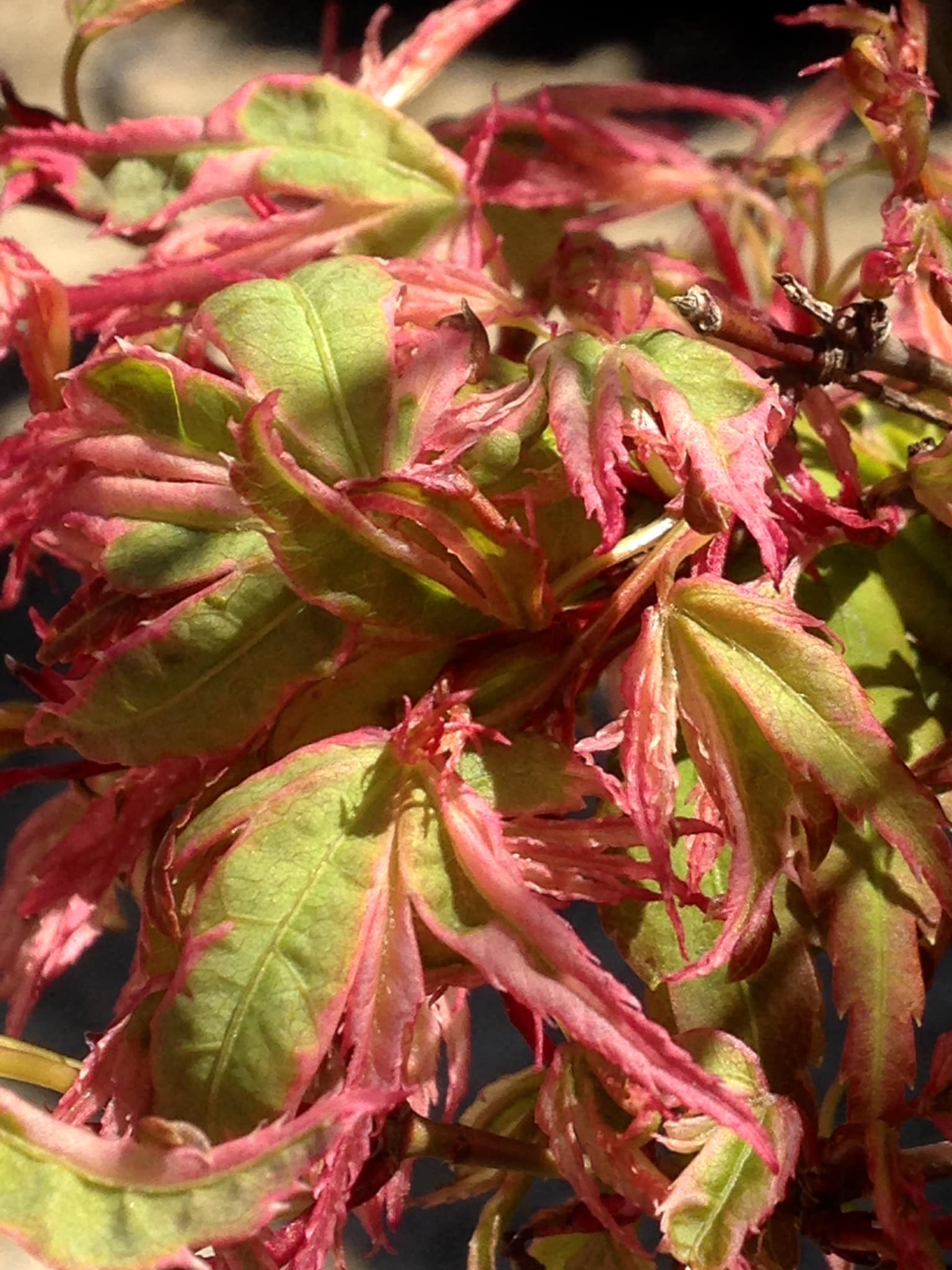 Small's Garden Center image