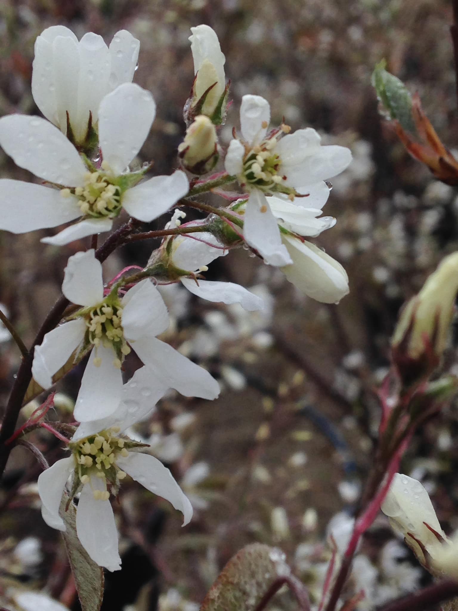 Small's Garden Center image