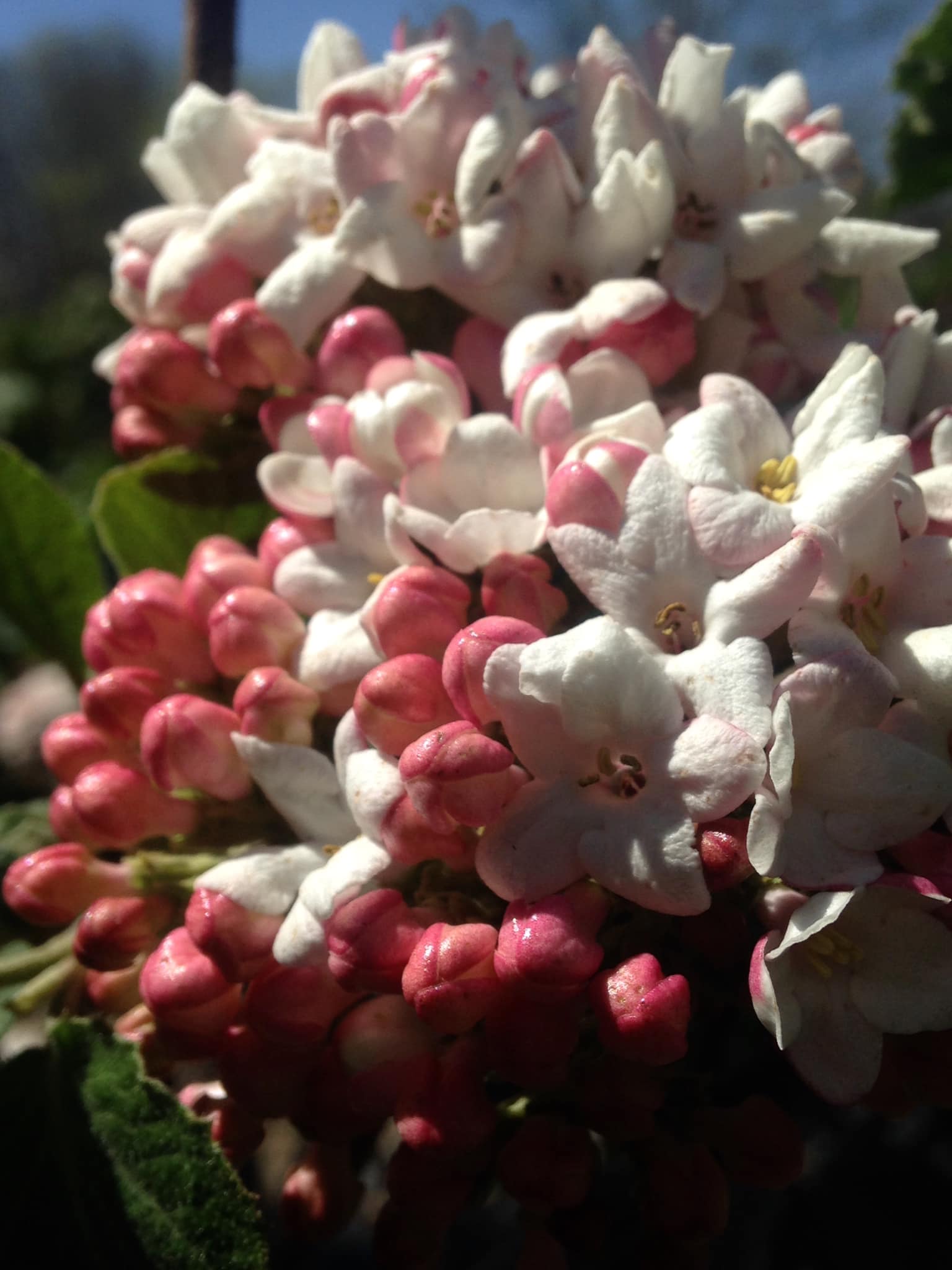 Small's Garden Center image