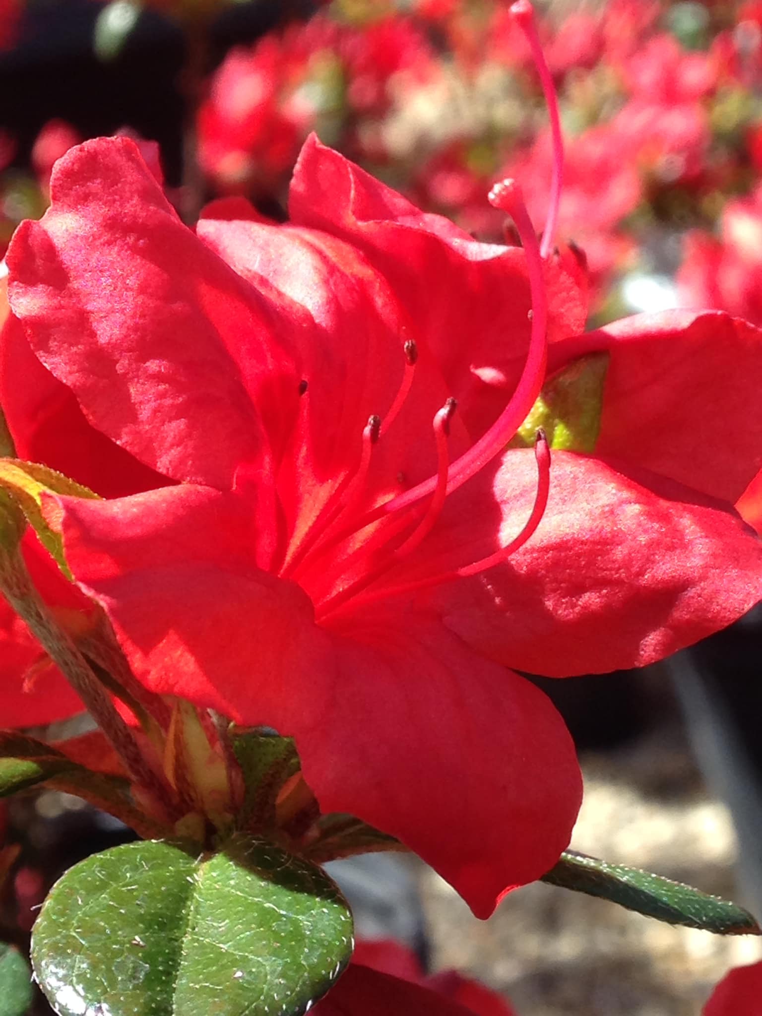 Small's Garden Center image