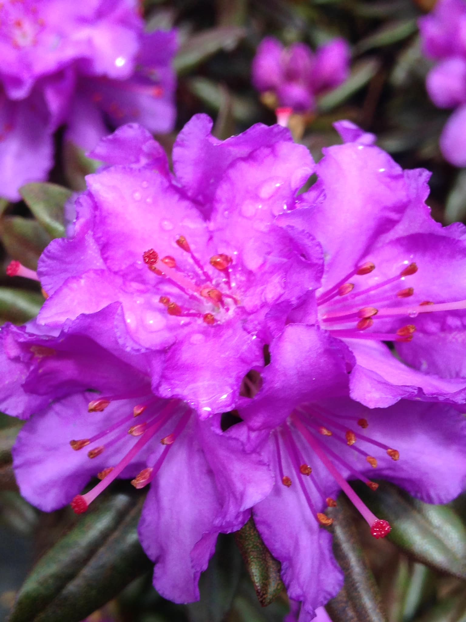 Small's Garden Center image