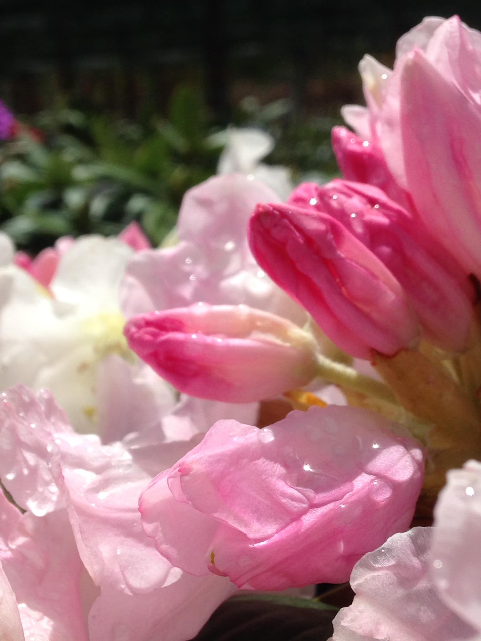 Small's Garden Center image