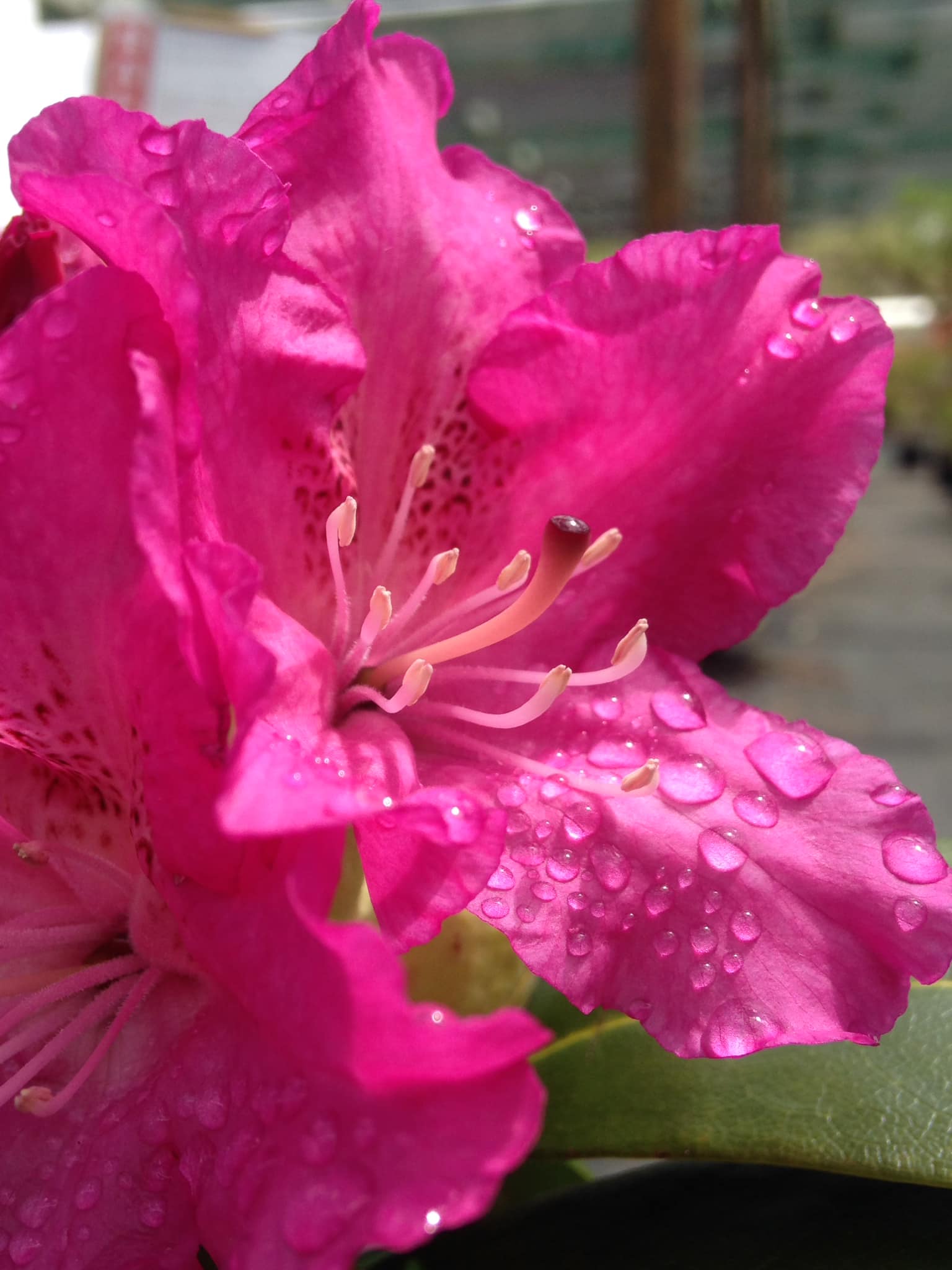 Small's Garden Center image