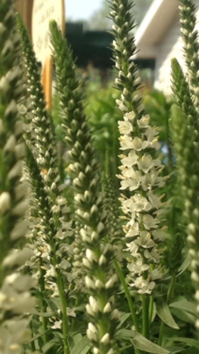 Small's Garden Center image