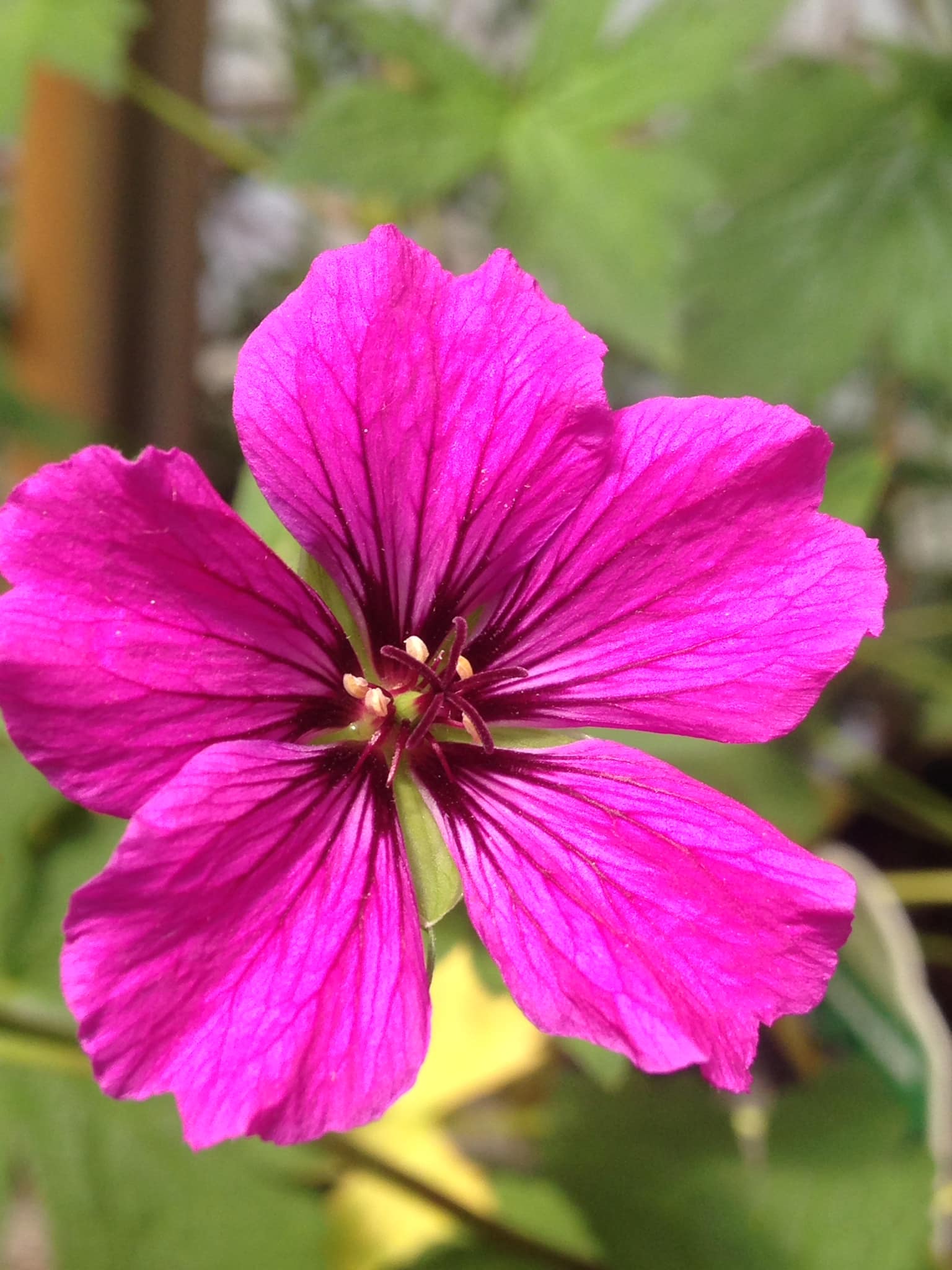 Small's Garden Center image