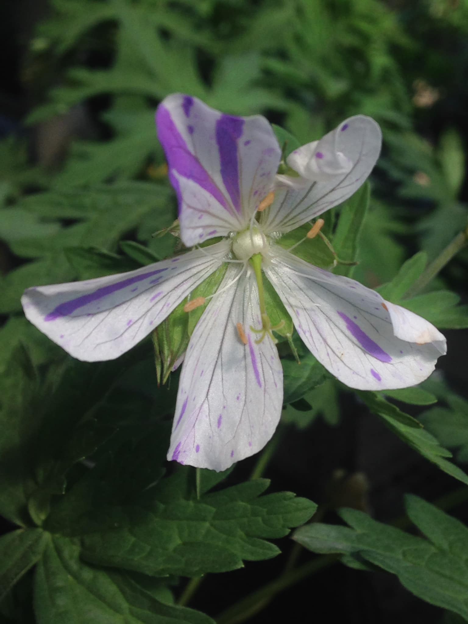 Small's Garden Center image