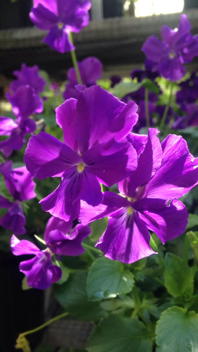 Small's Garden Center image