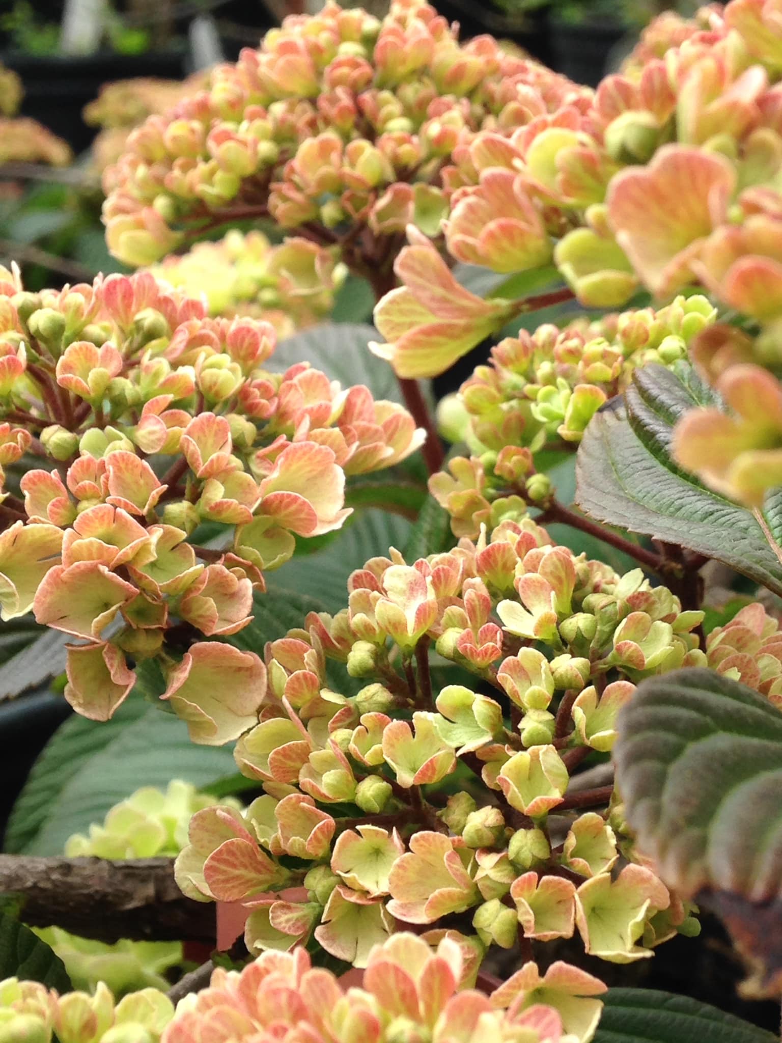 Small's Garden Center image