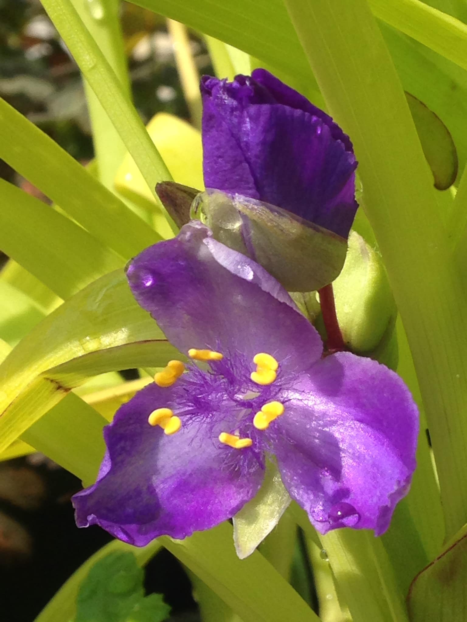 Small's Garden Center image