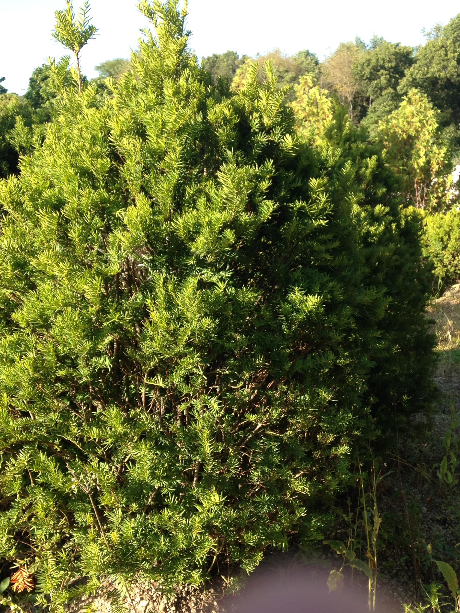 Small's Garden Center image