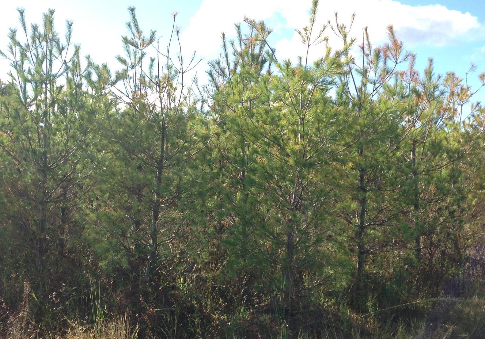 Small's Garden Center image