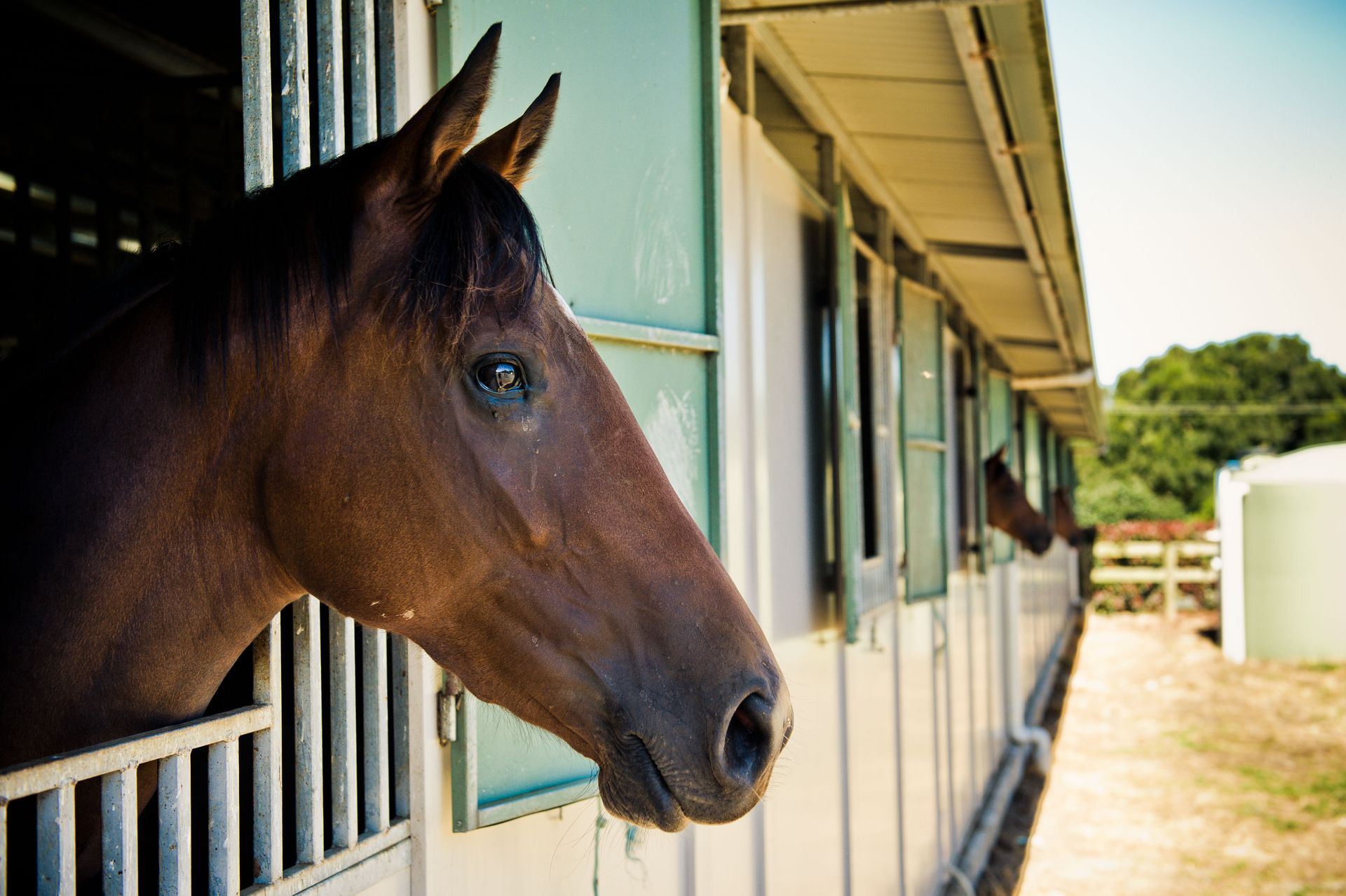 equine aqua pacer treadmill